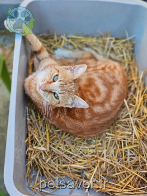 chatte perdue 57140 Woippy Céleste chatte lost 57140 Woippy Céleste