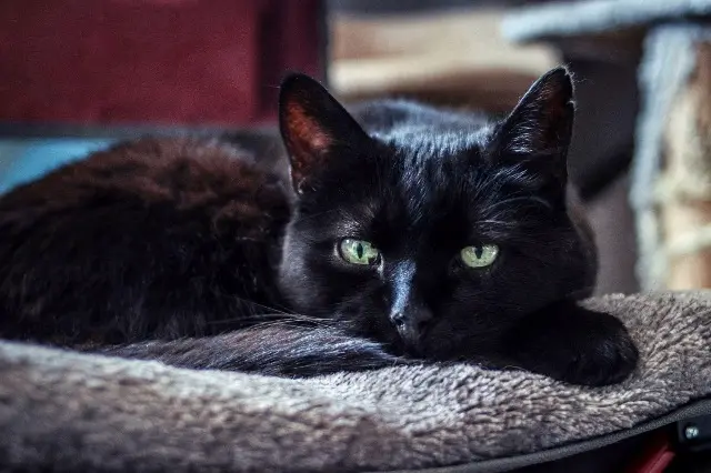 chat lost   57350 Stiring-Wendel Diablo