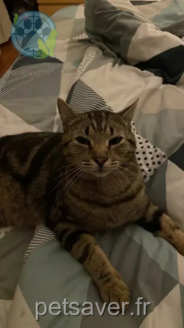 gato perdido 57510 Loupershouse Filou gato lost 57510 Loupershouse Filou