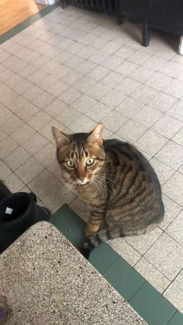 chat lost    Metz Chon