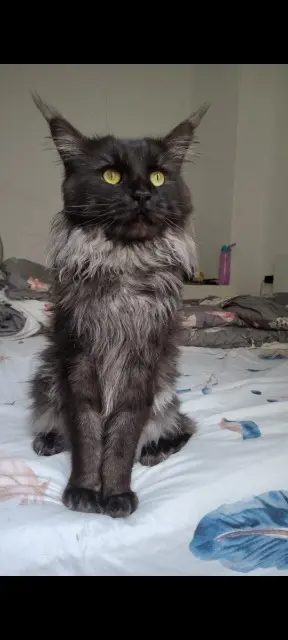 gato perdido Metz Snow gato lost Metz Snow