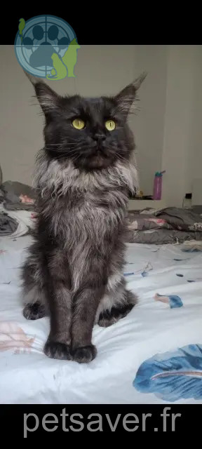 kater vermist Metz Snow kater lost Metz Snow