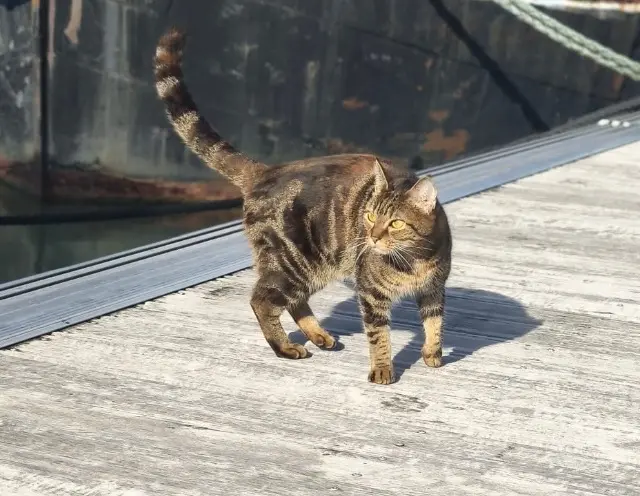 chatte lost   58000 Nevers Nefy