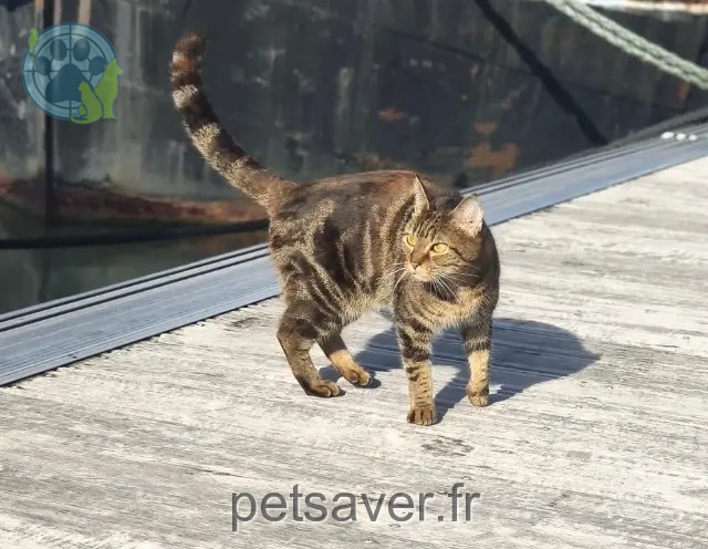 chatte perdue 58000 Nevers Nefy chatte lost 58000 Nevers Nefy
