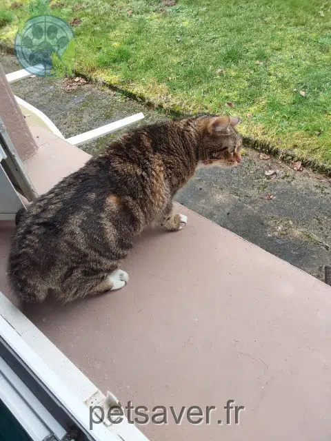 chatte lost   58470  Minnie