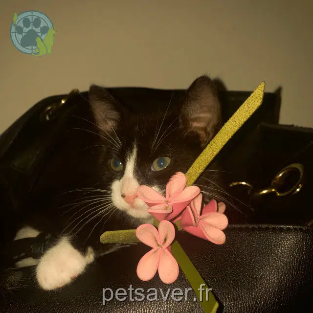 chat lost 59200 Tourcoing Foufou