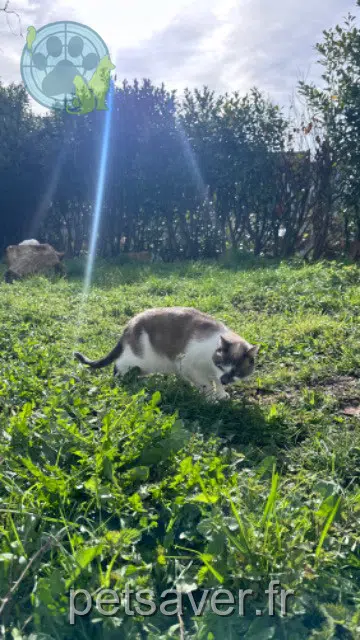 chat lost   59370 Mons-en-Barœul Fox