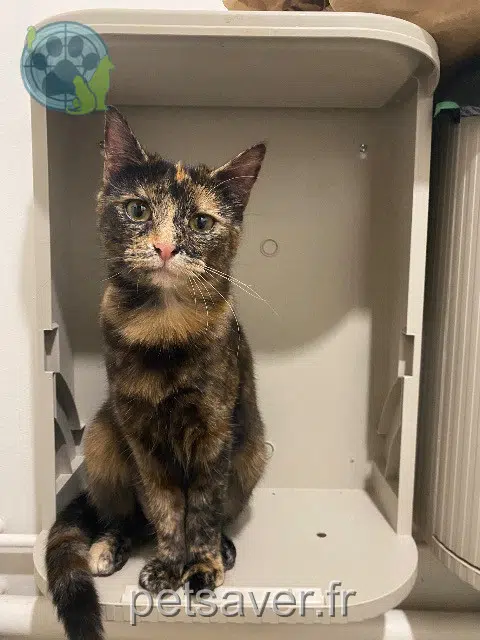 chatte lost    Lille Biscotte