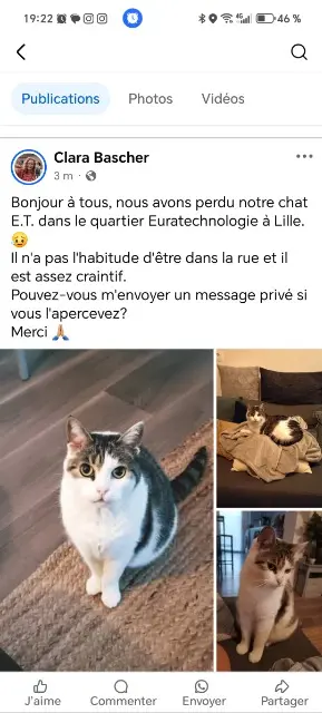 chat lost    Lille Et
