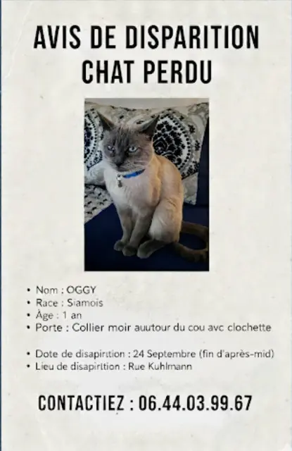 kater vermist Lille Oggy kater lost Lille Oggy