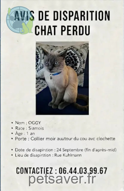 chat perdu Lille Oggy chat lost Lille Oggy