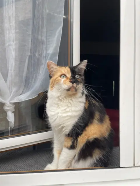 chatte lost   59179 Fenain Mizuki