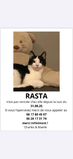 gata perdida 59190 Morbecque Rasta gata lost 59190 Morbecque Rasta