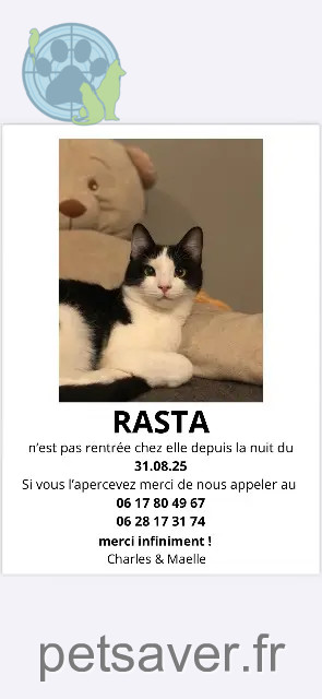Katze vermisst 59190 Morbecque Rasta Katze lost 59190 Morbecque Rasta