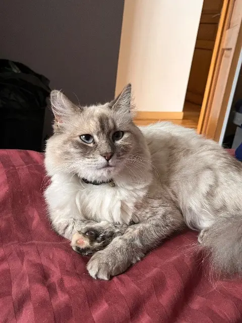 chatte lost   59553 Cuincy Shiro