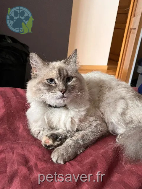 gata perdida 59553 Cuincy Shiro gata lost 59553 Cuincy Shiro