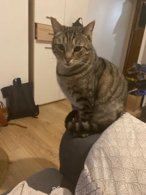 chat lost   59310 Orchies Tiago