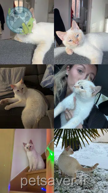 chat lost   60120 Paillart Ash