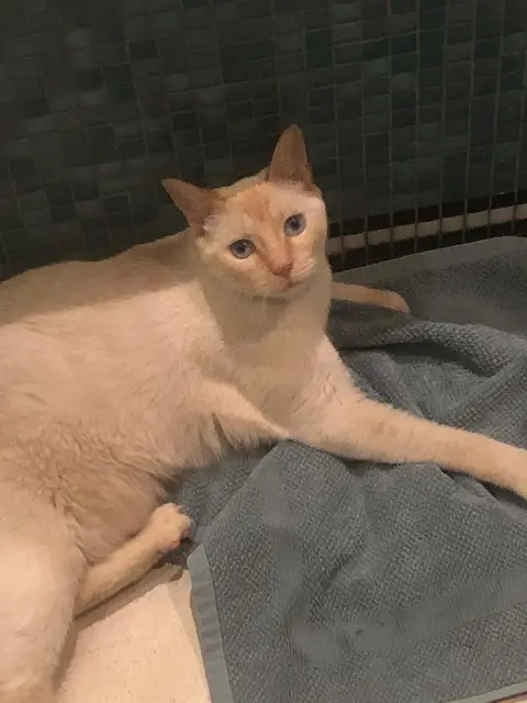 chat lost   60410 Roberval Igloo