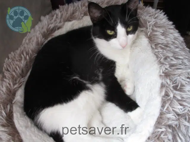 chatte lost 61000 Alençon Poupoule