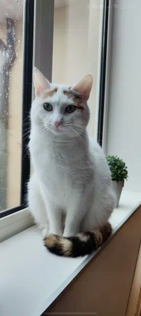 chatte lost   62240 Crémarest Esméralda