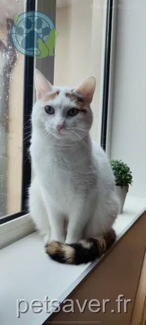 chatte perdue 62240 Crémarest Esméralda chatte lost 62240 Crémarest Esméralda
