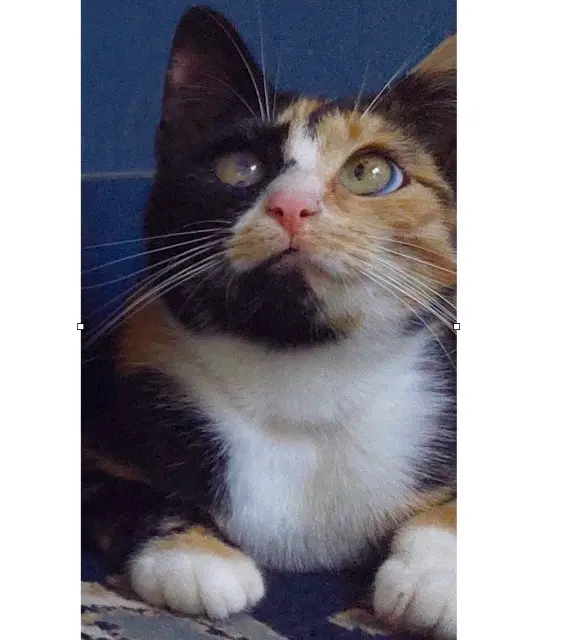 chatte lost   62140 Caumont Jessicat