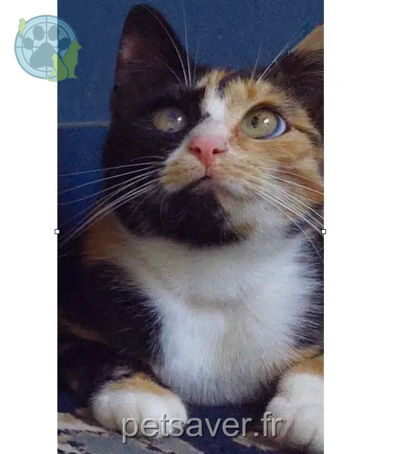chatte perdue 62140 Caumont Jessicat chatte lost 62140 Caumont Jessicat