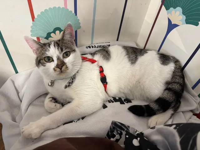 chatte lost    Clermont-Ferrand Persephone