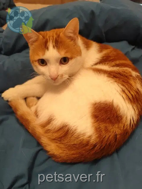 gatto lost    Clermont-Ferrand Red