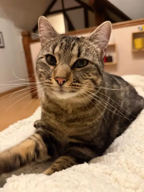 chat lost   64230 Sauvagnon Clovis