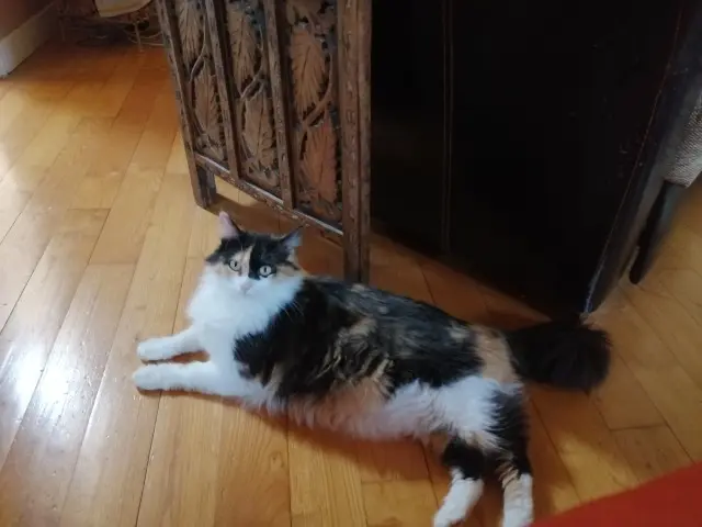 chatte lost   64800 Arthez-d'Asson Fluff