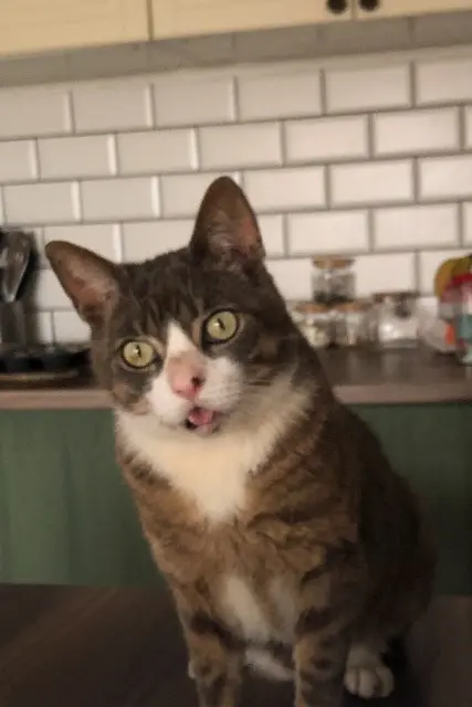 chat lost   64340 Boucau Jimmy