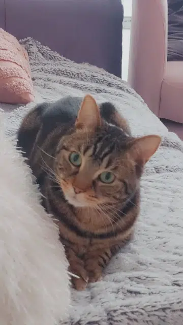 chat lost   64150 Mourenx Kiyo