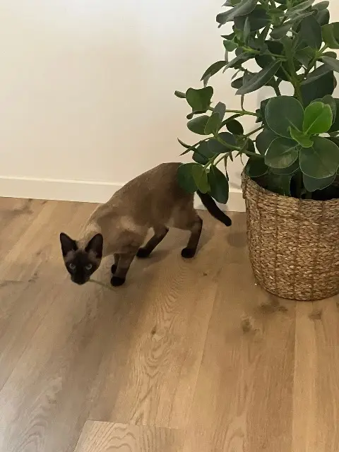 chatte lost   64320 Idron Milly