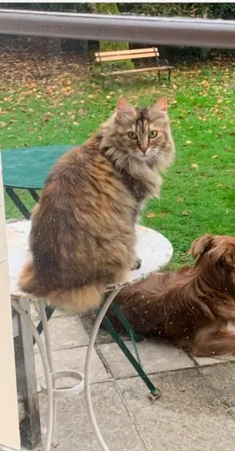 chatte lost   64000 Pau Gips