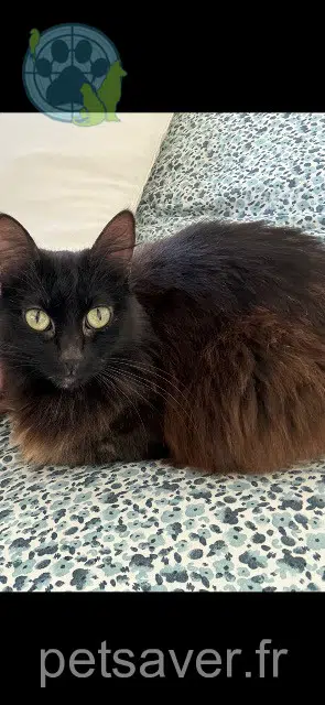 chatte lost   64210 Bidart Schweppes