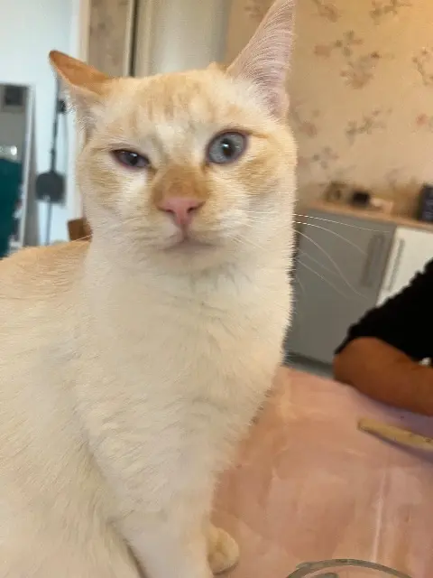chat lost   64140 Lons Yale