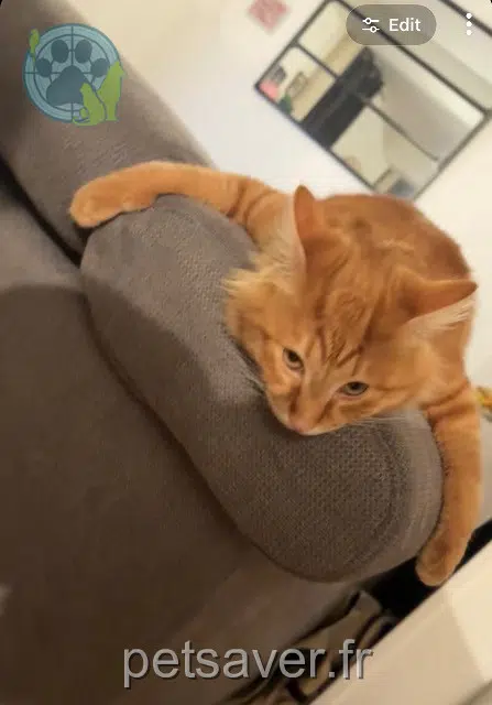 Kater lost   65200 Bagnères-de-Bigorre Donuts