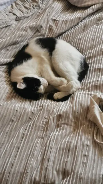 chat lost    Bagnères-de-Bigorre Mimi