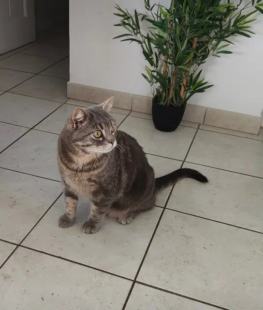 chat lost   66440 Torreilles Kiki