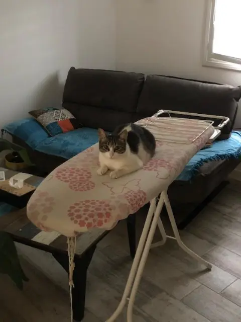 chatte lost   66470 Sainte-Marie-la-Mer Lola