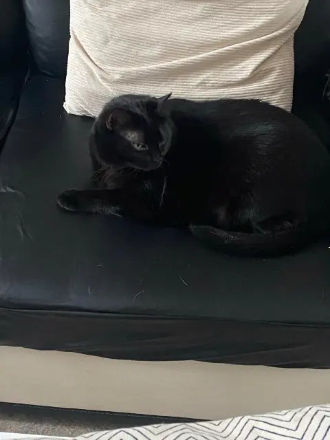 chat lost   66400 Céret Salem