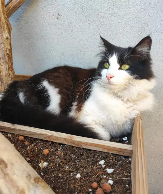 chat lost   66370 Pézilla-la-Rivière Willow