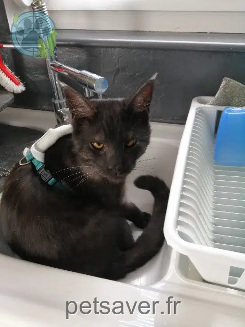 chat lost 67170 Brumath Caeser