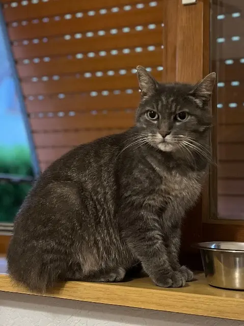 chat perdu 67750 Scherwiller Gary chat lost 67750 Scherwiller Gary