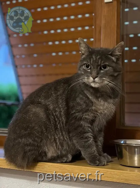 Kater vermisst 67750 Scherwiller Gary Kater lost 67750 Scherwiller Gary