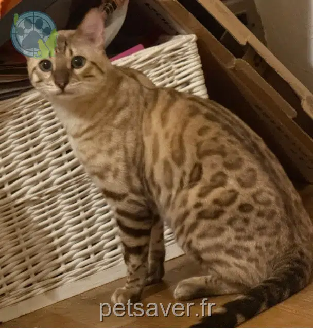 chat lost   67240 Bischwiller Hermès