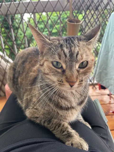 chatte lost    Strasbourg Laavie