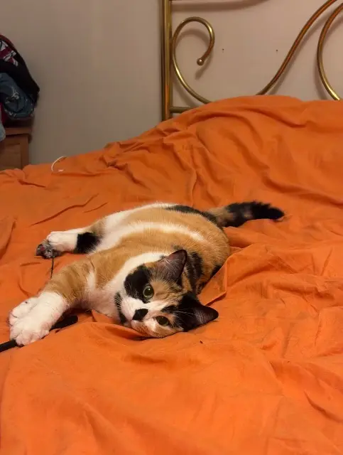 chatte lost    Strasbourg Maya